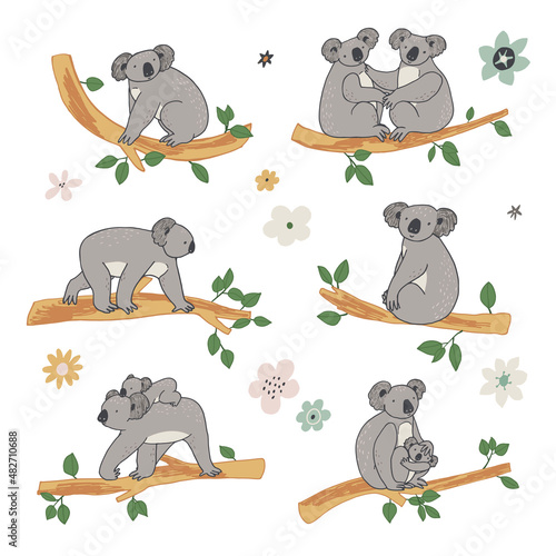 Canvas Print Koala animal with branches vector illustrations set