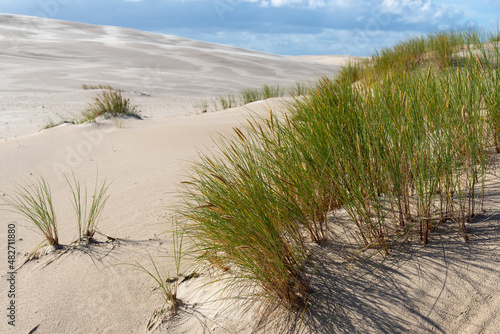 Dry grass on the slope of a wandering dune in Slowinski National Park. Near Leba  Poland..