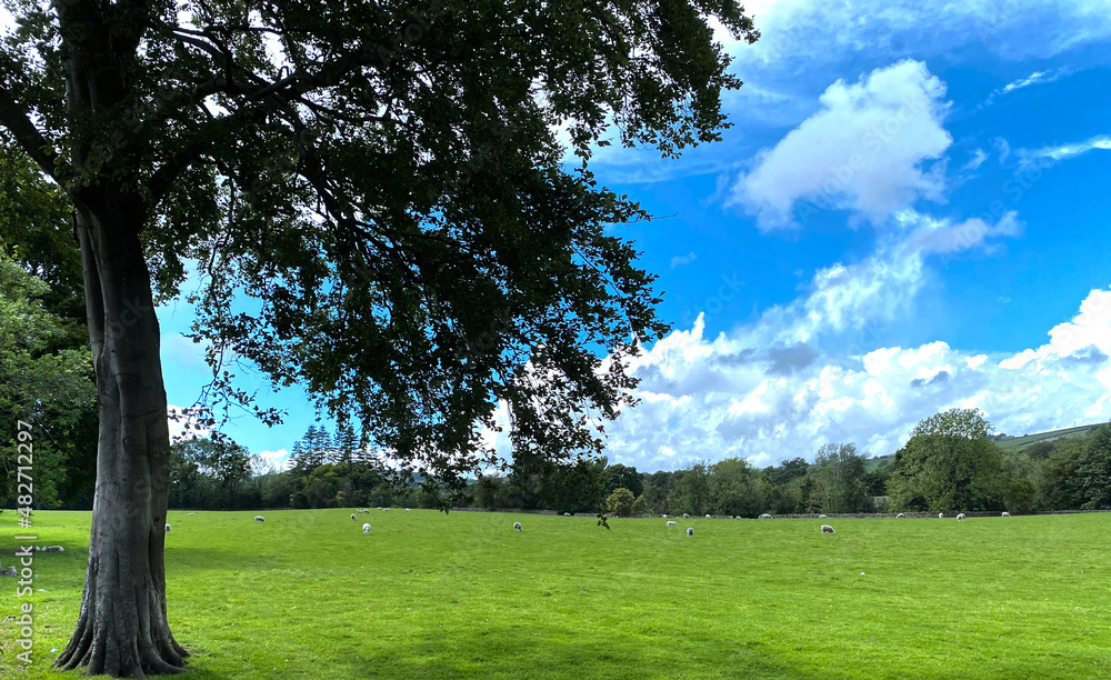 Rural landscape, with an extensive meadow, sheep, and old trees near, Colne Road, Glusburn, UK Rural landscape, with an extensive meadow, sheep, and old trees near, Colne Road, Glusburn, UK