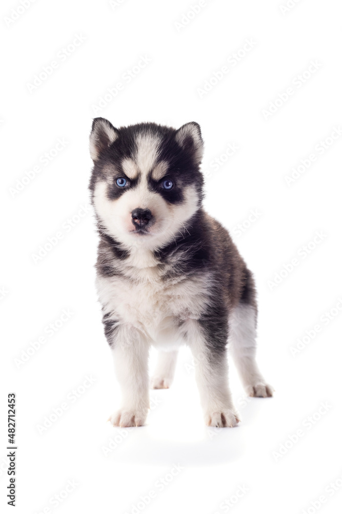 Purebred Siberian Husky puppy with blue eyes isolated on white background