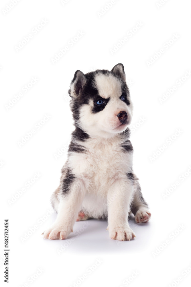Purebred Siberian Husky puppy with blue eyes isolated on white background Purebred Siberian Husky puppy with blue eyes isolated on white background