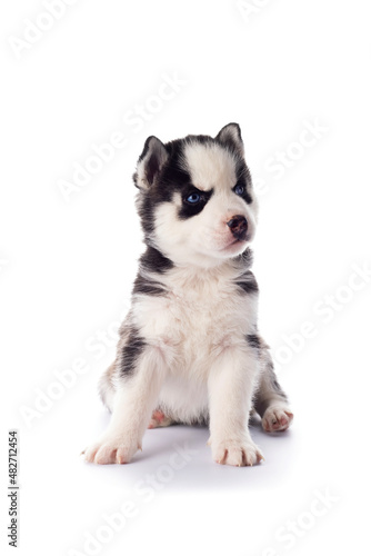 Fototapeta Naklejka Na Ścianę i Meble -  Purebred Siberian Husky puppy with blue eyes isolated on white background