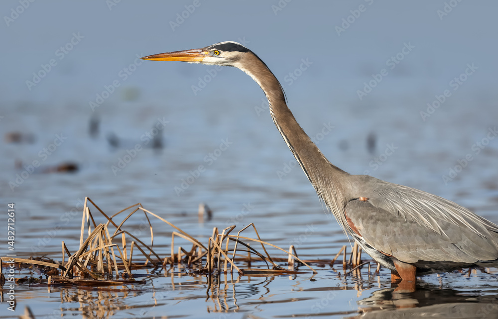 Great blue Heron bird hunting for fish in the lake Great blue Heron bird hunting for fish in the lake