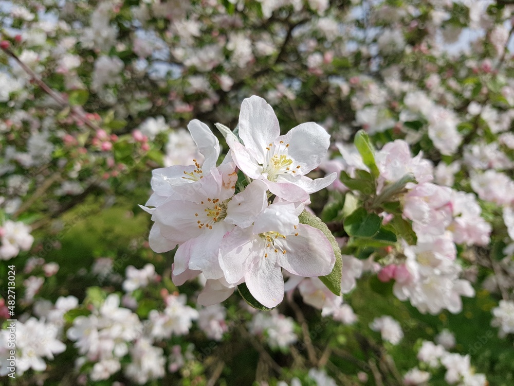 Many white small flowers in the branches of an apple tree in spring days Many white small flowers in the branches of an apple tree in spring days