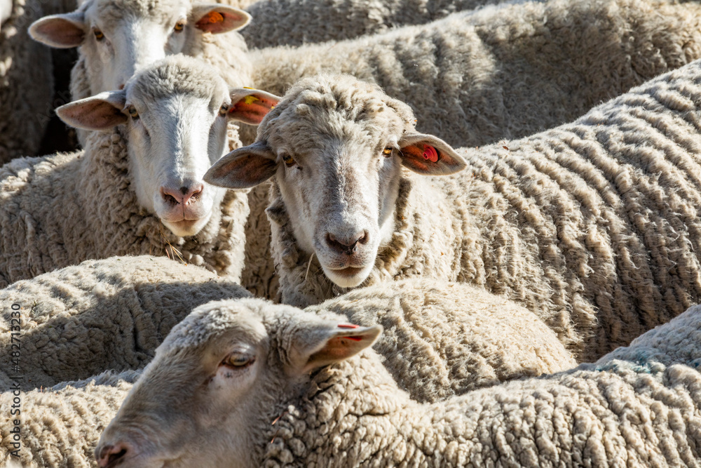 Flock of sheep in field ahead of Trailing of the Sheep Festival Stock ...