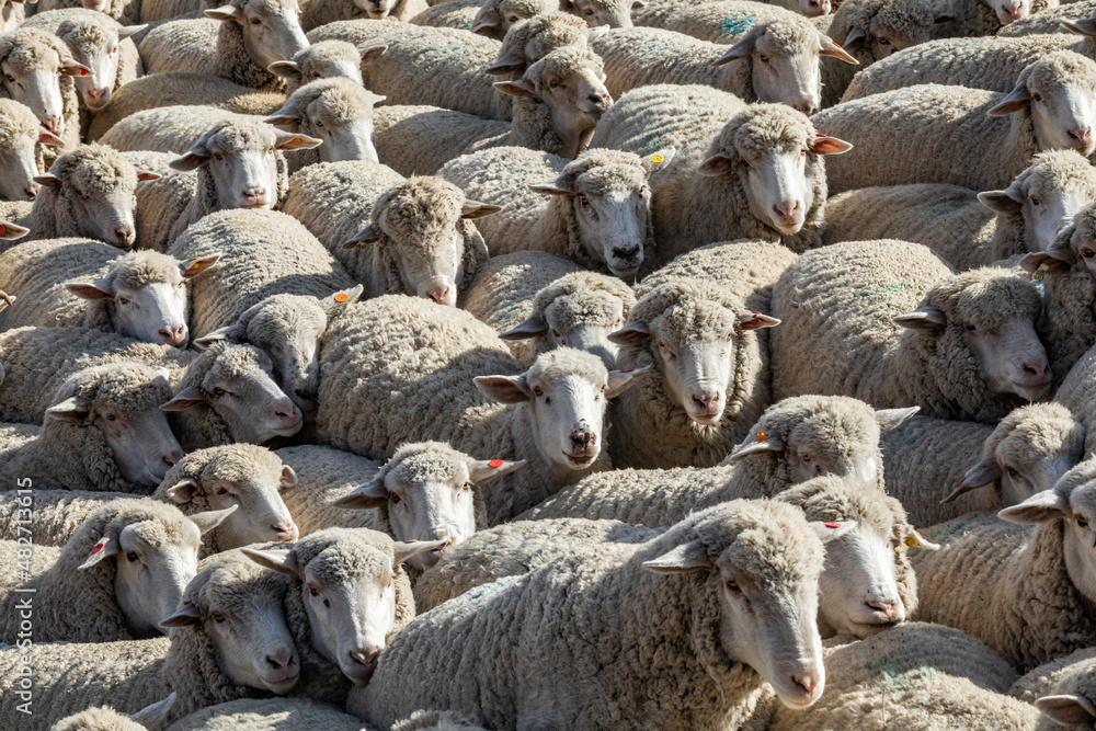 Flock of sheep in field ahead of Trailing of the Sheep Festival Flock of sheep in field ahead of Trailing of the Sheep Festival
