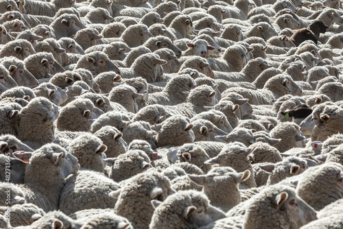 Flock of sheep in field ahead of Trailing of the Sheep Festival photo