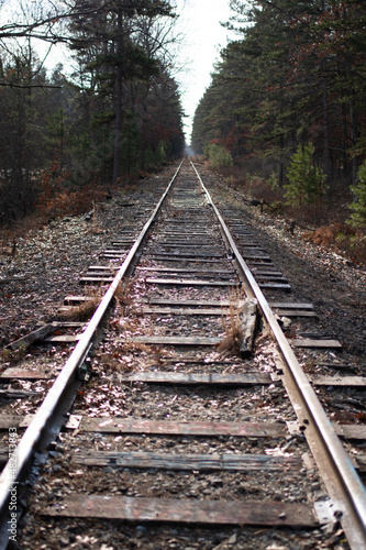 railroad tracks in the woods
