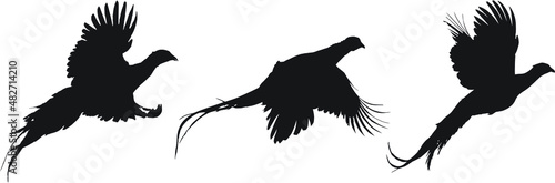 Vector silhouettes of rooster ring-necked pheasants flying. Fototapet