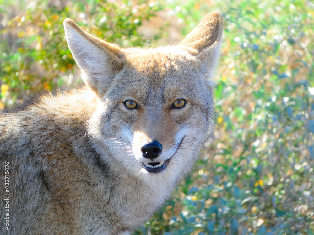 Fototapeta premium close up of a coyote