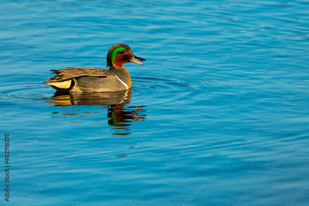 Obraz premium Green-Winged Teal Duck