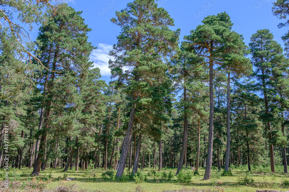 Obraz premium trees in the forest