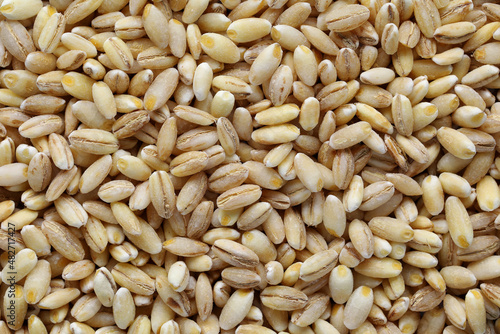 Pearl barley closeup, heap of pearl barley grains, vegetarian food
