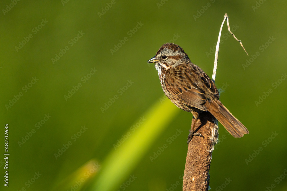 Fototapeta premium Song Sparrow