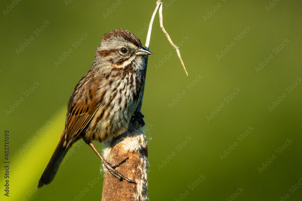 Fototapeta premium Song Sparrow