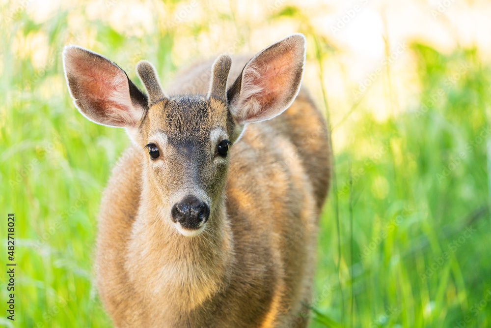 Young Deer Young Deer