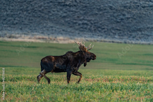 Wallpaper Mural USA, Idaho, Bellevue, Bull moose (Alces alces) walking in grassy field Torontodigital.ca