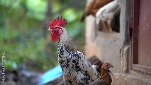 Big boss cockerel
