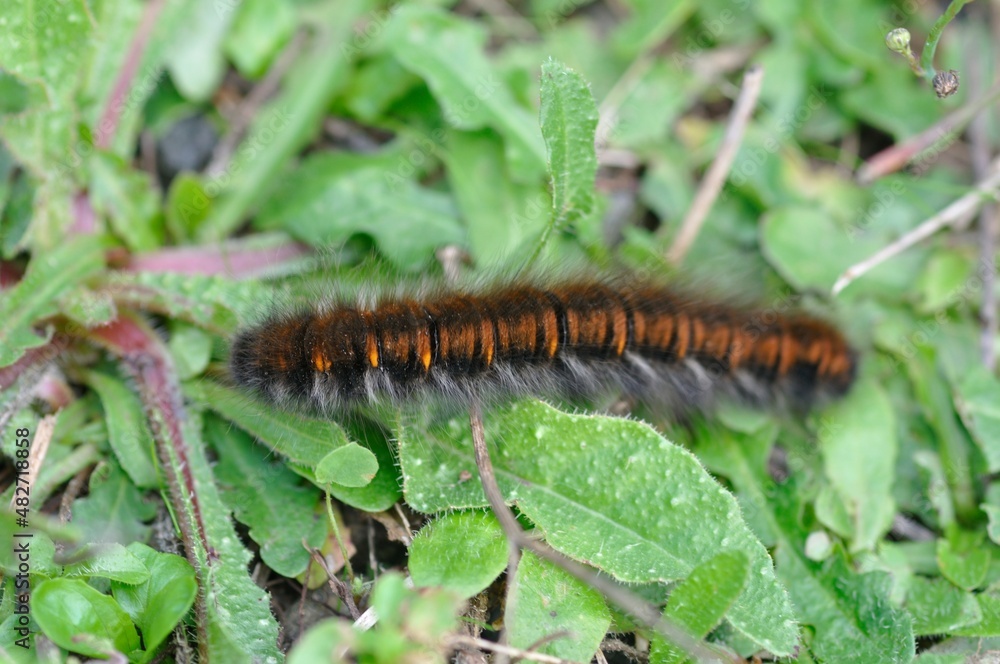 fox moth caterpillar on grass fox moth caterpillar on grass