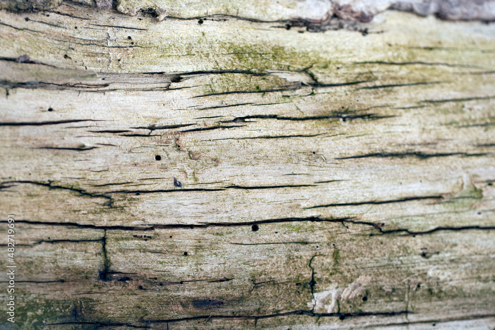 Embossed Bark texture of old tree wood pattern detail, macro photography. Embossed Bark texture of old tree wood pattern detail, macro photography.