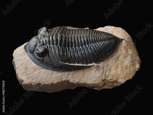Large Trilobite Odontochile fossil specimen photo