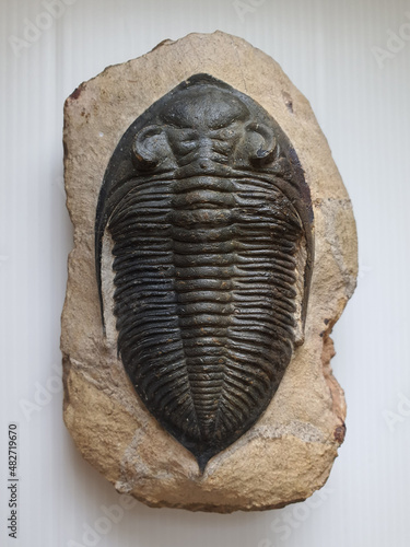 Large Trilobite Odontochile fossil specimen