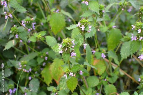 BallotaNigra grows in nature