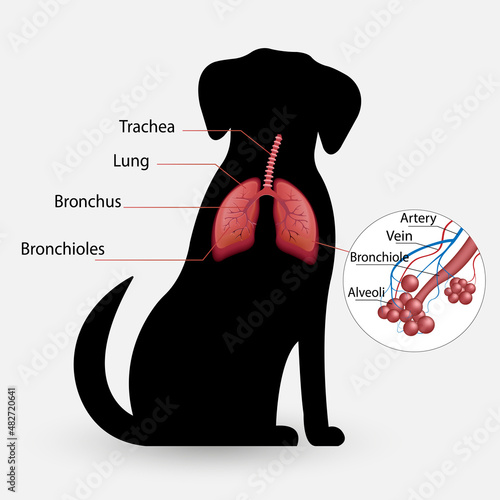 dog vector respiratory system, alveoli