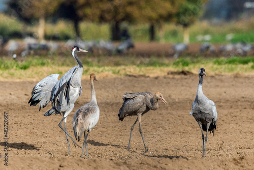 Dancing Cranes in arable field. Common Crane, Scientific name: Grus grus, Grus communis.