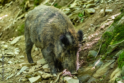 wild pig