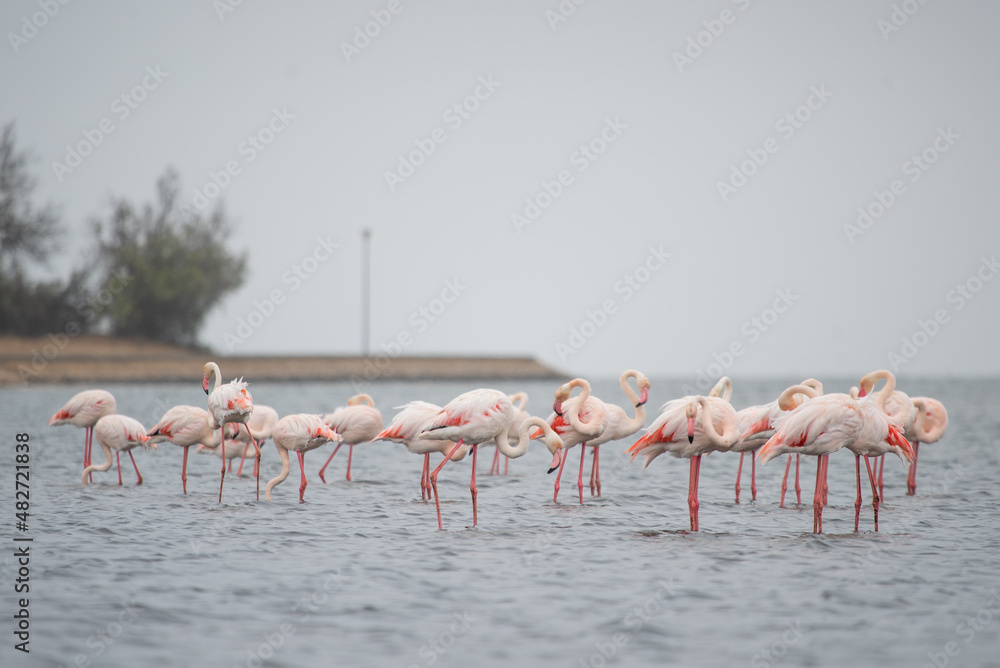 Fototapeta premium Pink flamingo bird stands in the water. Exotic animal in the wild in the sea.