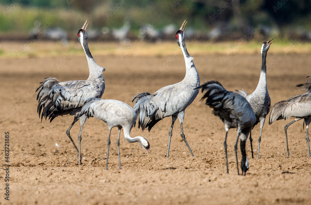 Obraz premium Dancing Cranes in arable field. Common Crane, Scientific name: Grus grus, Grus communis.