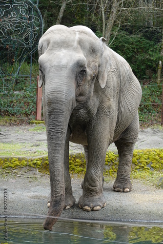 Asian elephants can be identified by their smaller  rounded ears.