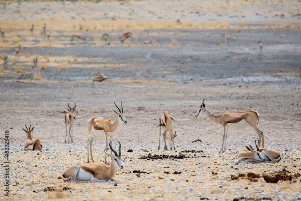 Springbok antelope in the wild. Safari in Africa, African savannah wildlife. Springbok antelope in the wild. Safari in Africa, African savannah wildlife.