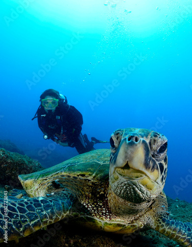 Fotografia Diver and green sea turtle, Kauai, Hawaii