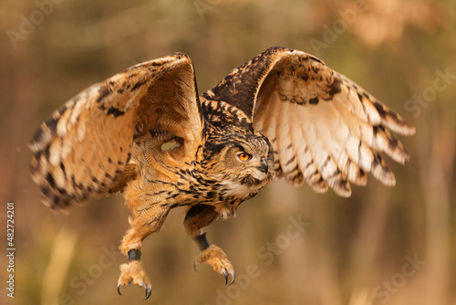 male Eurasian eagle-owl (Bubo bubo) in flight, it will land