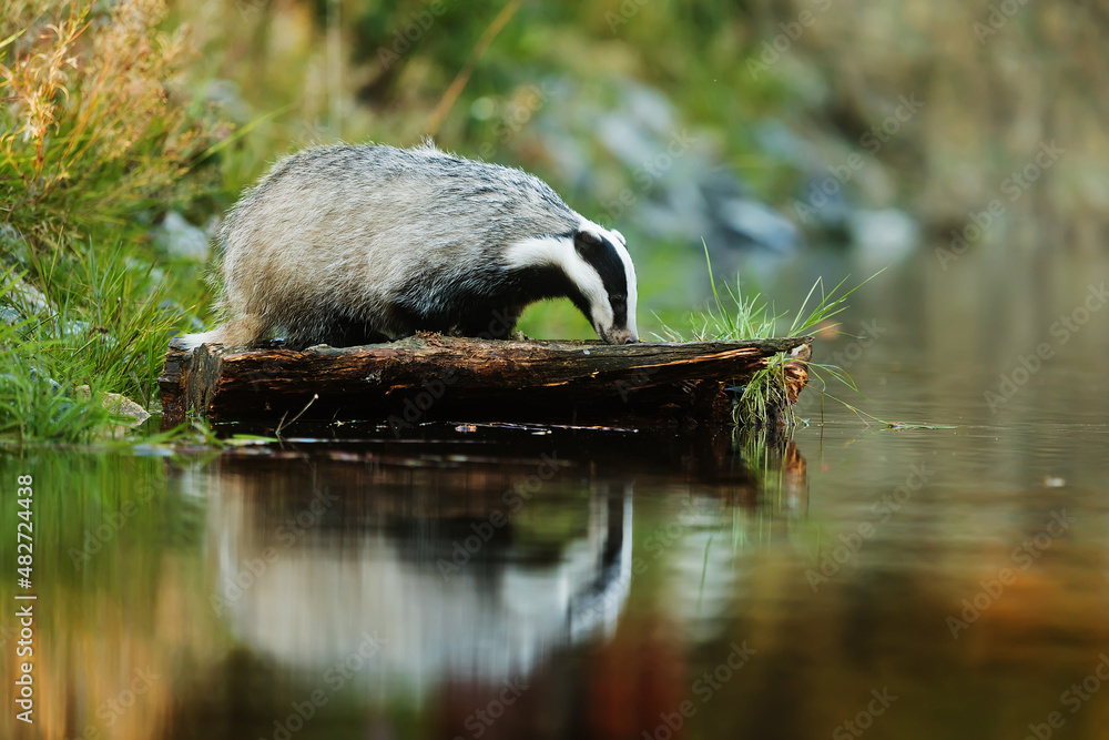 European badger (Meles meles) came to the lake to drink European badger (Meles meles) came to the lake to drink