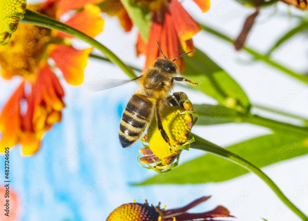 A honey bee flying on a flower. A bee working on a garden. A honey bee flying on a flower. A bee working on a garden.