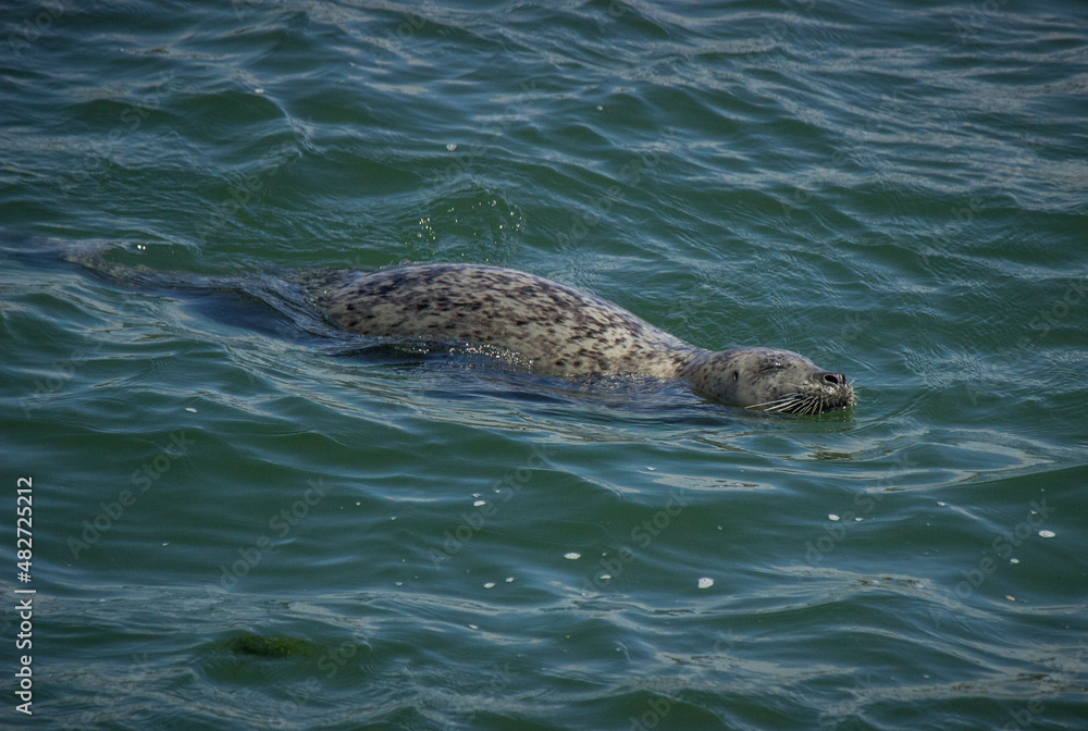 Fototapeta premium Seal swimming