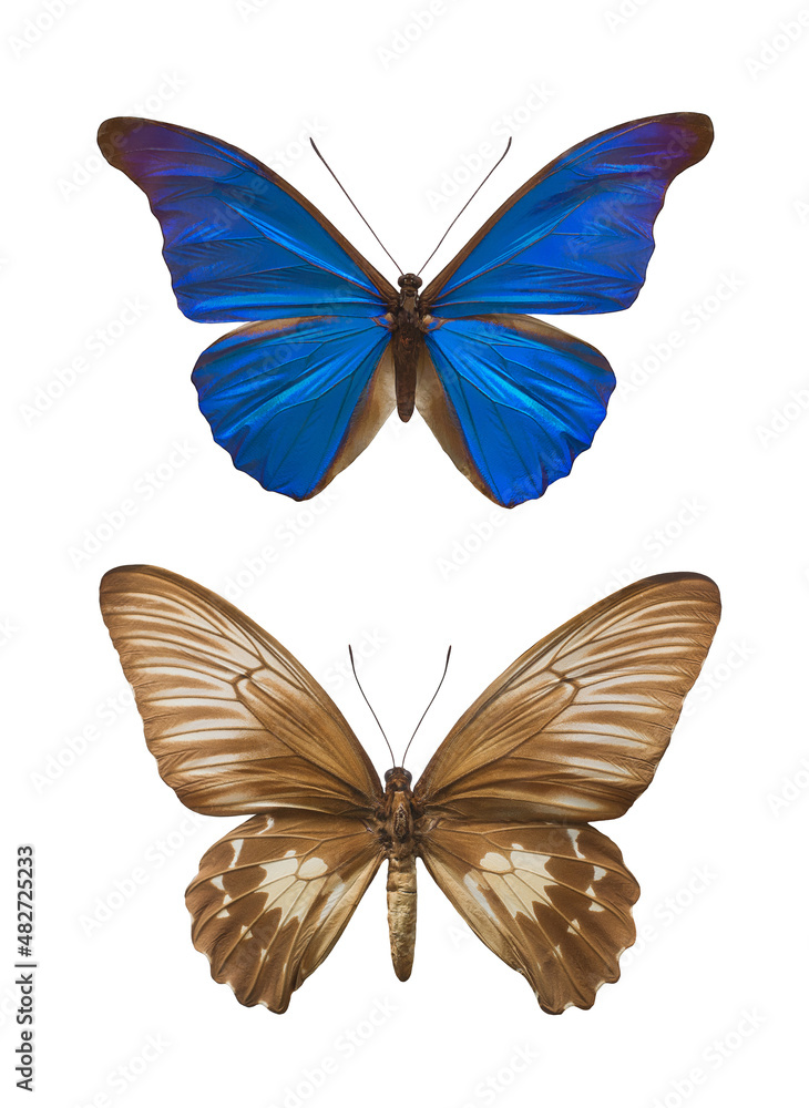 Obraz premium Set of large exotic butterflies isolated on white background. Elements for design layouts. Several tropical