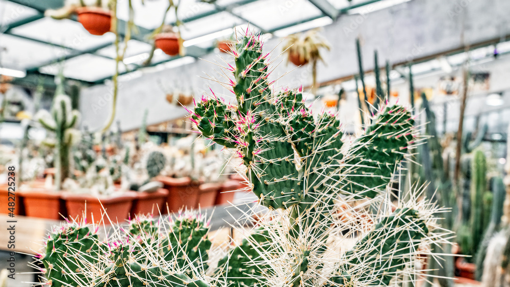 Flat Opuntia cactus or pear cactus with long pink and white needles in a greenhouse