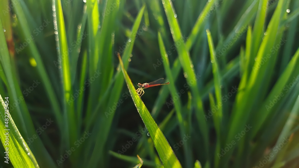 Insect Pantala flavescens perched among green rice leaves Insect Pantala flavescens perched among green rice leaves