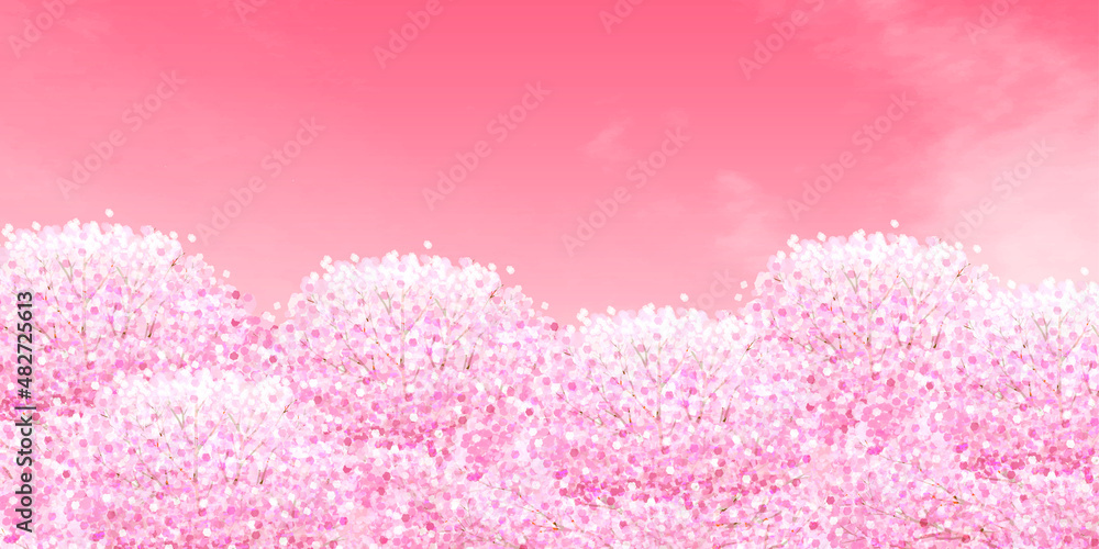 Fototapeta premium 桜 春 花 背景