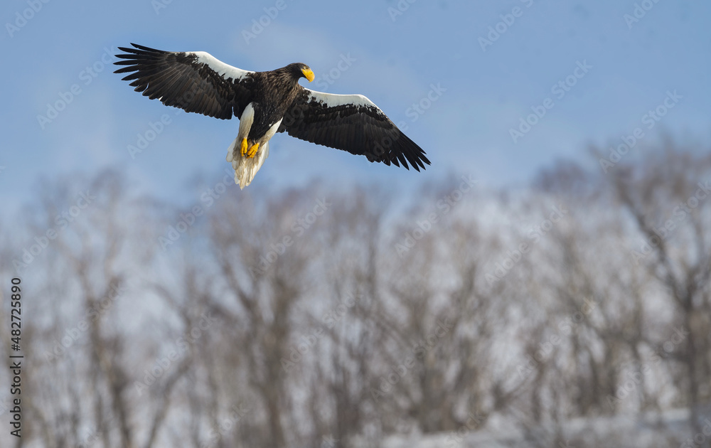 Adult Steller's sea eagle in flight. Winter Mountain background. Scientific name: Haliaeetus pelagicus. Natural Habitat. Winter Season. Adult Steller's sea eagle in flight. Winter Mountain background. Scientific name: Haliaeetus pelagicus. Natural Habitat. Winter Season.
