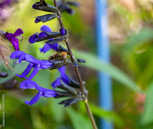 Close up of honey bees swarming a Vibrant Spikey Cobalt blue Black Knight salvia reaching out for the sun.  photo