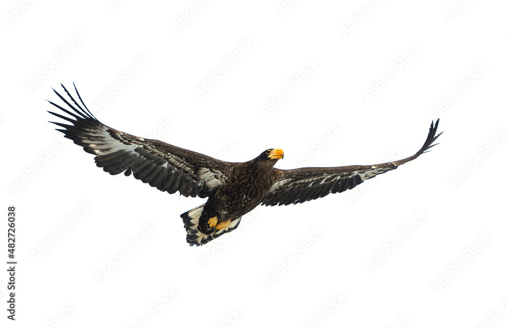 Fototapeta premium Juvenile Steller's sea eagle in flight . Scientific name: Haliaeetus pelagicus. Isolated on white. White background.