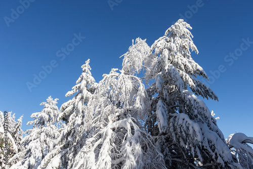 Wallpaper Mural Winter landscape of Vitosha Mountain, Bulgaria Torontodigital.ca