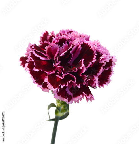 Stack Carnation flowers on white background