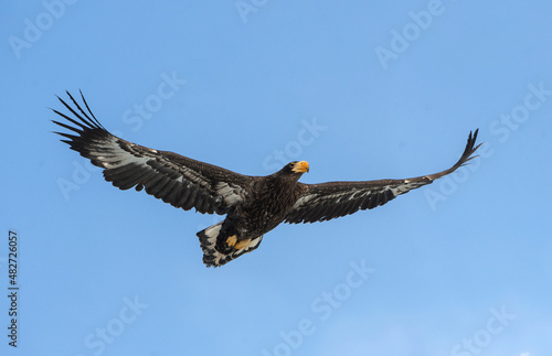 Juvenile Steller's sea eagle . Scientific name: Haliaeetus pelagicus. Blue sky background.