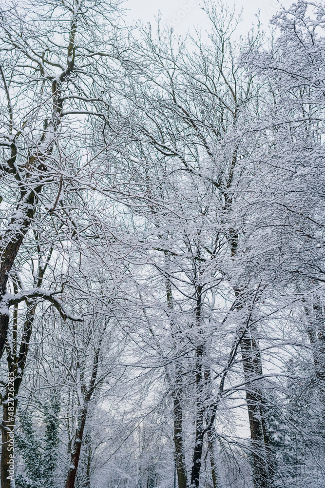 Winter Landscape. Tree Covered with Snow in Winter. Winter Landscape. Tree Covered with Snow in Winter.